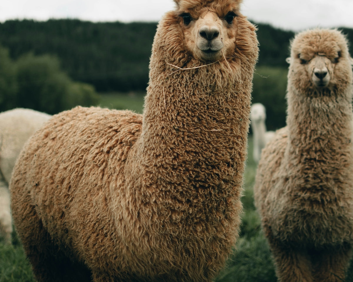 two brown llamas during daytime