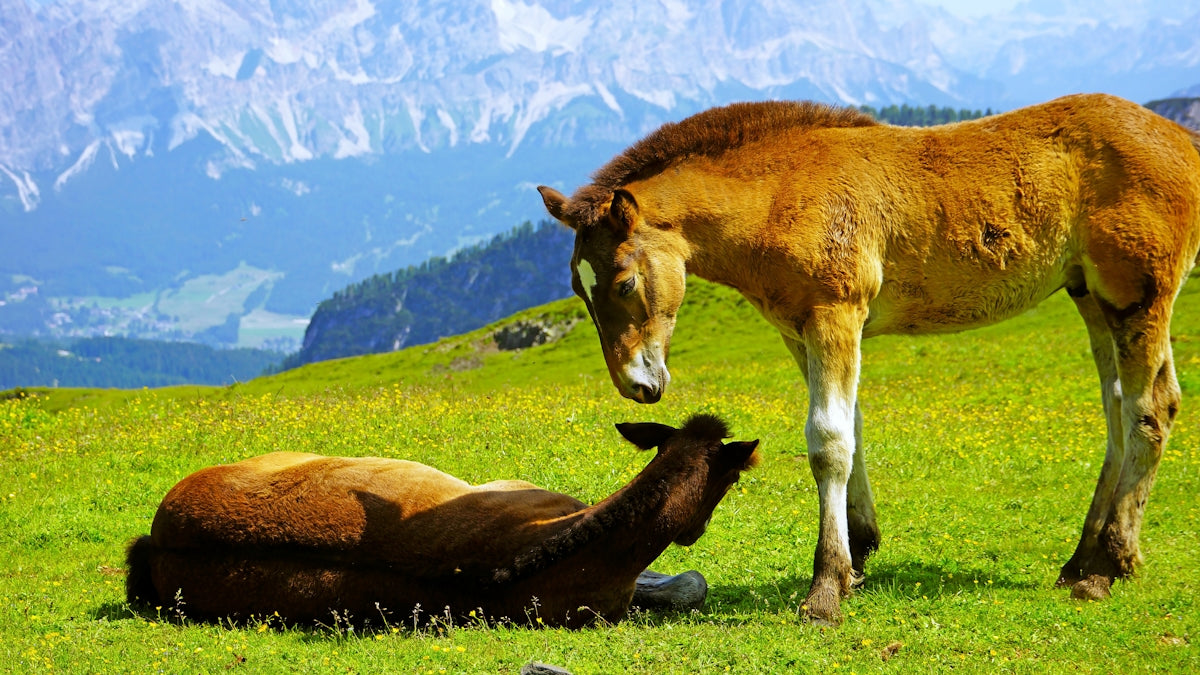 a brown horse standing next to a brown horse on a lush green hillside