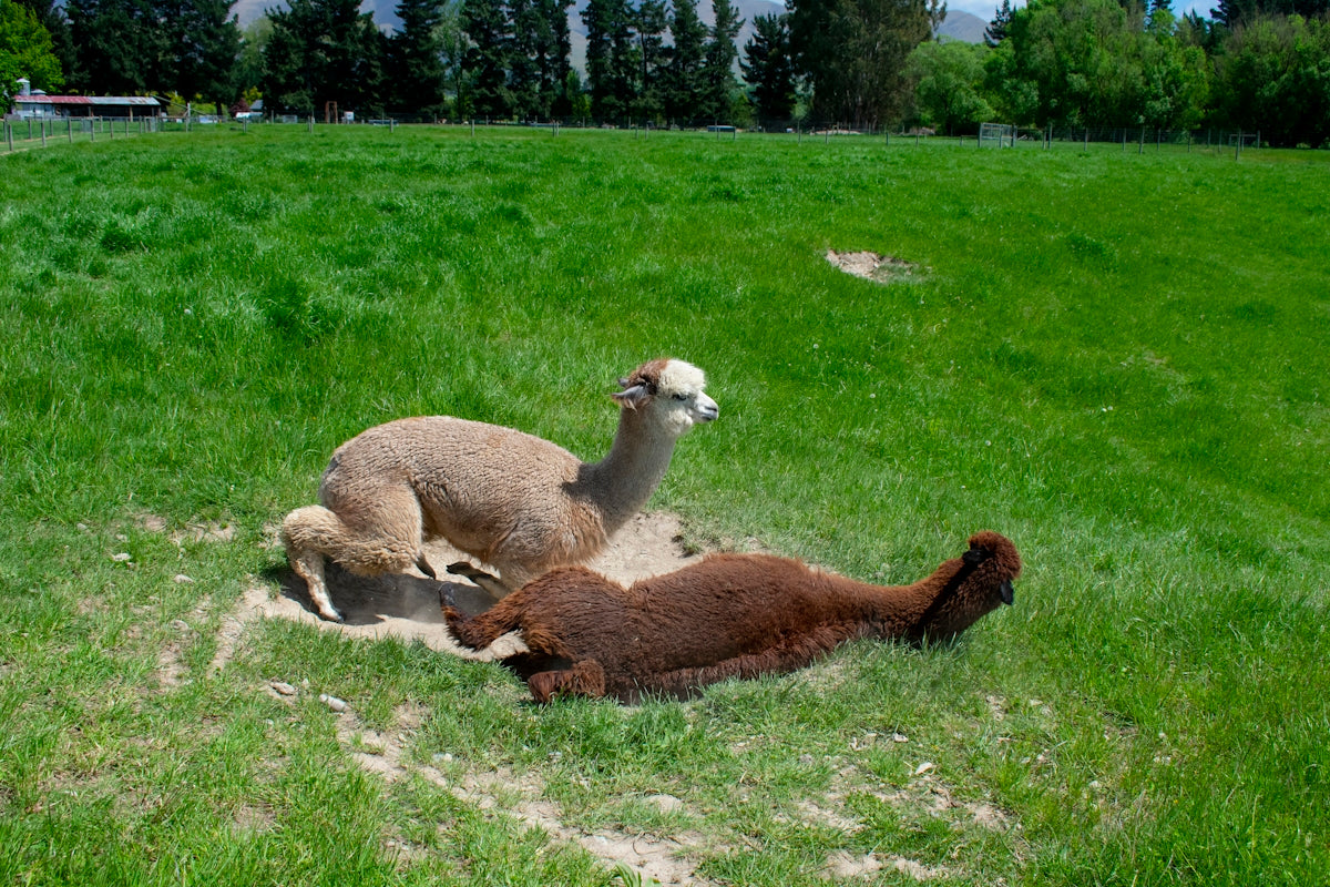 a group of llamas in a grassy field