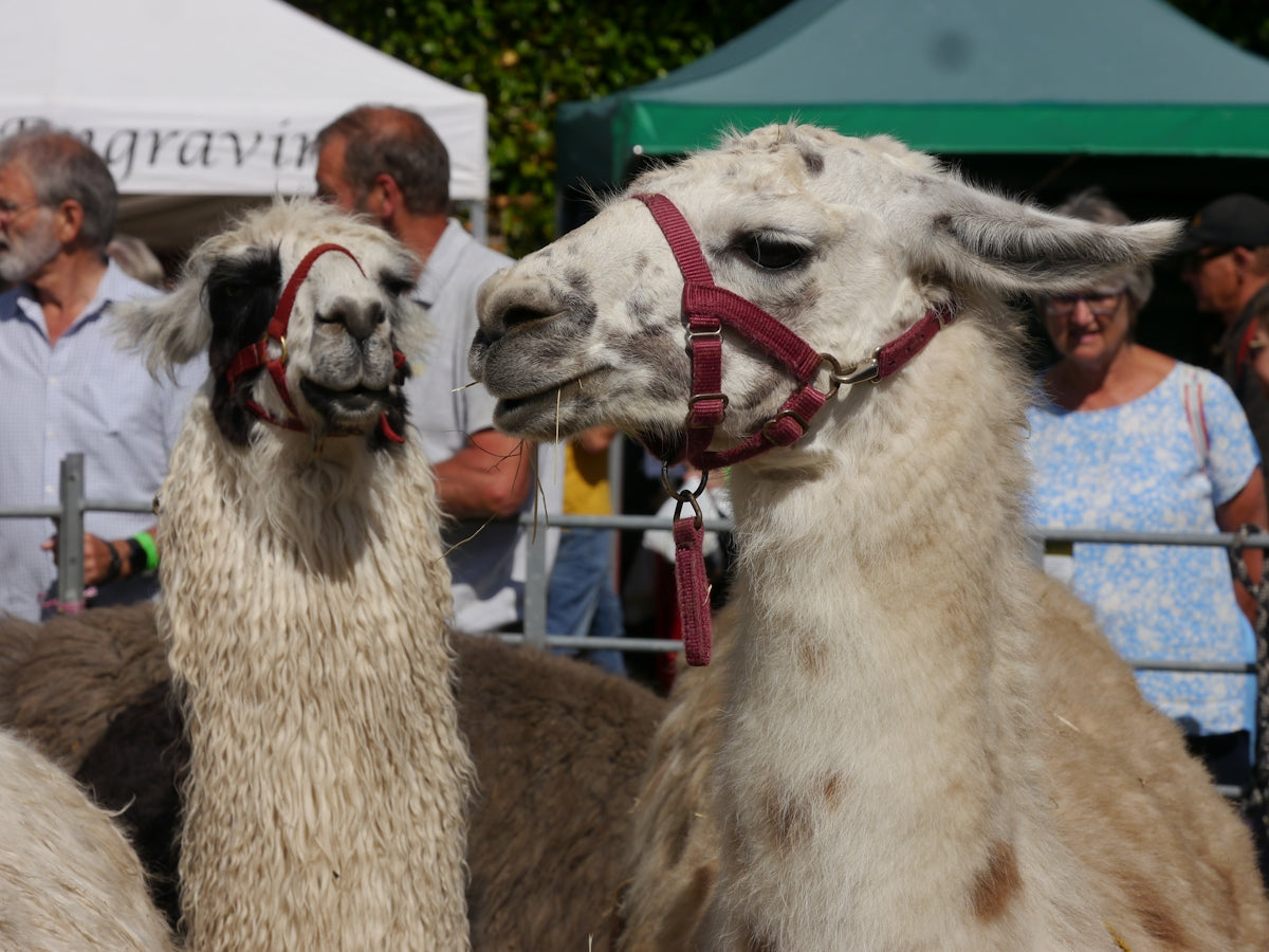 A couple of llamas standing next to each other