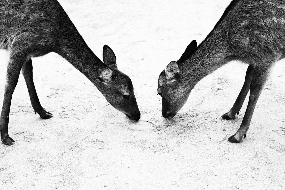 Two deer with heads down eating